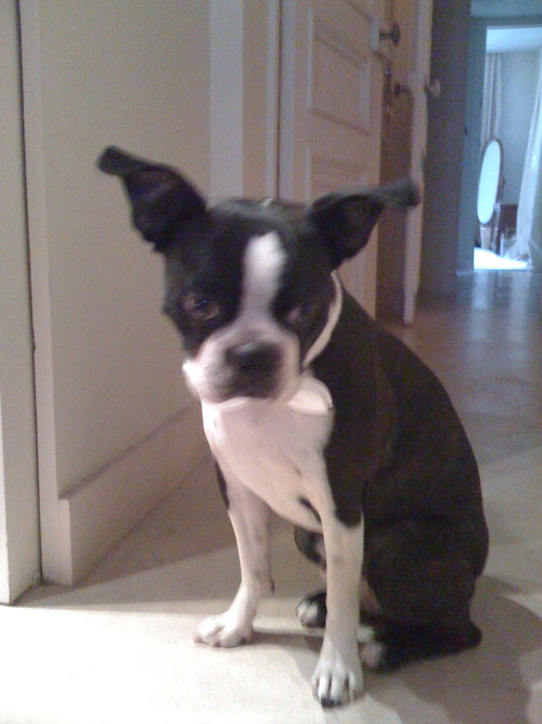 pdptatie's profile picture. 