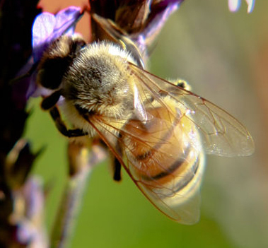 A place for all bee keepers to chit chat about the buzz