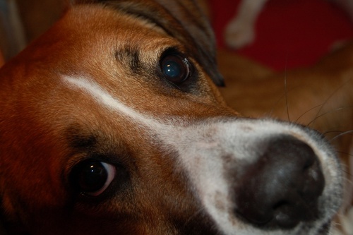 WunderdogBuck's profile picture. Vote for me. I'm CUUUUUTE! Plus a portion of my winnings will go to Humae Milwaukee.