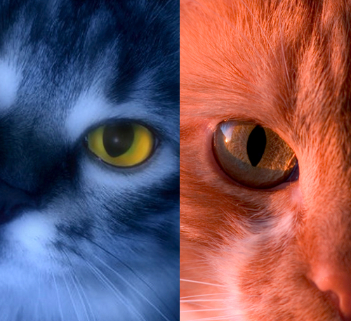 bluecatredcat's profile picture. A Cat's View of Liberal & Conservative Life, Deversity & Humor