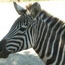 Mike Nappi - @naptime1221 - Twitter