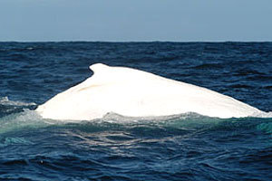 Migaloo the Albino Humpback