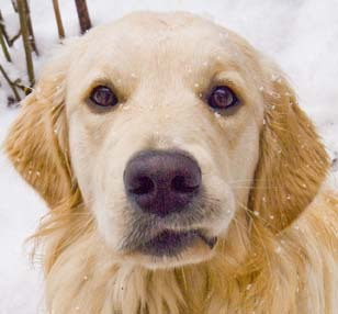 fotoLibrarian's profile picture. fotoLibra, follies, fonts and football (rugby union)