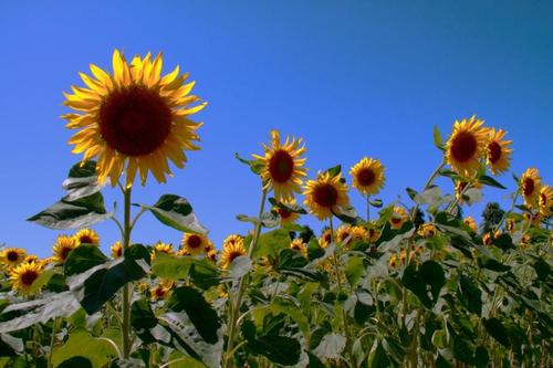 yasu___'s profile picture. 出張族