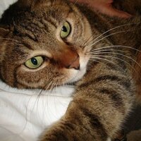 にゃんた (@nyanta20) 's Twitter Profile