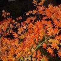 cfhj (@wiskul) 's Twitter Profile