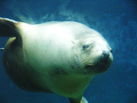 pokka_poka's profile picture. 身長：１７０cm 体重：６５㌔ 右投 右打 性別：男 血液型：？ 家族：嫁１ 職業：会社員