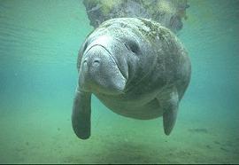 Manateeecotours's profile picture. Your source for Naples boat tours of the 10,000 Islands FL Everglades. Manatee Eco Tours & Fishing Charters.  A true nature experience.