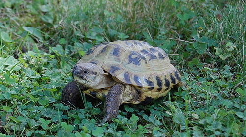 I am a Russian Tortoise. My name is Scary Larry.