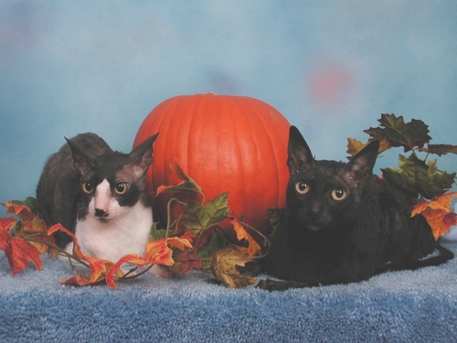 TheRexBoys's profile picture. We are two Cornish Rex Boys - Exit Only and Nicholas Nagano.  Exit likes mushrooms and cheese, Nicky likes peas and cantelope.  We both play fetch and chase.