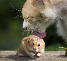 Test Animal
