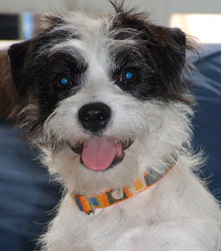 DOG COLLARS ARE A NECESSITY - MOST DOGS WEAR ONE EVERY DAY -SO WHY NOT MAKE THEM FUN AND DISTINCTIVE TO SHOW OFF YOUR DOGS PERSONALITY!