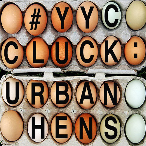 CLUCK UrbanHens