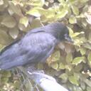 Karl Bird - @Karbirdy - Twitter