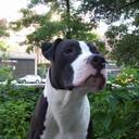 Joseph Viau - @MrCarribbean - Twitter