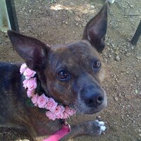 Dr. Deb (@devildollsbook) 's Twitter Profile Photo