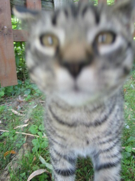 trentcat's profile picture. Hi I'm Trent And I Live In New Hampshire. Thanks for visiting. Follow Me & Say hello!