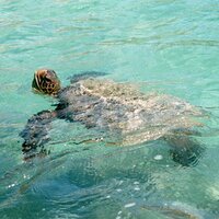 planetsurf (@planetsurf) 's Twitter Profile