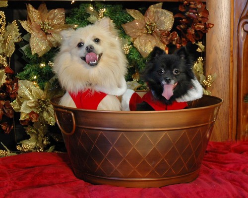 Trinity (black) & Neo (cream) are happy & cuddly Pomeranians.