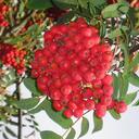 Herbert Schwarz - @eberesche - Twitter