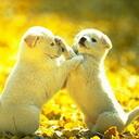 Robin Campos - @PattyStephens87 - Twitter