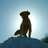 tarotosh's profile image