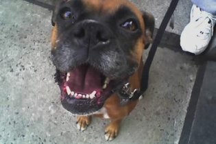 Crazy Bahhston Boxer who luvs her momma and her many woofy boyfriends