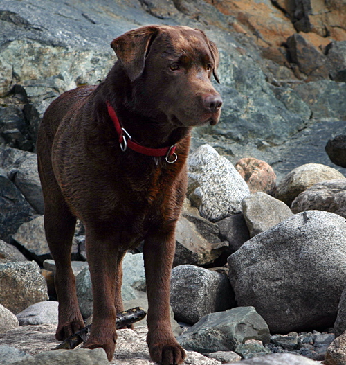 Labrador Retriever and a certified search and rescue/avalanche dog with Norwegian Search and Rescue Dogs
