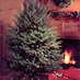 Cartner Tree Farm (@carolinafraser) Twitter profile photo Cartner Tree Farm (@carolinafraser) Twitter profile photo