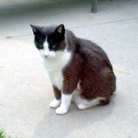 4kitties (@4kitties1234) 's Twitter Profile Photo 4kitties (@4kitties1234) 's Twitter Profile Photo