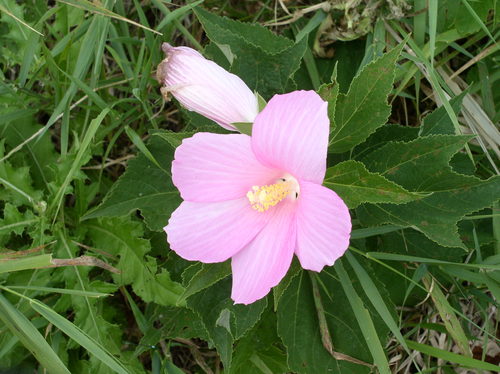 amcmillen6721's profile picture. 