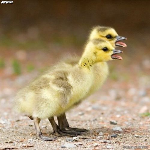 TruthAbout_Abs_'s profile picture. Here's the REAL TRUTH About Losing Stubborn Belly Fat and Getting a Flat Stomach.