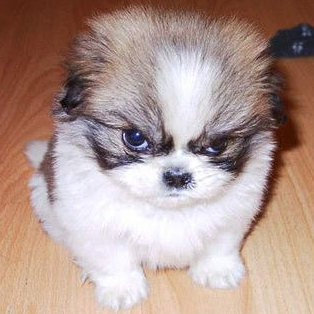 azamir_ks's profile picture. Studying Computer Science (Masters Degree) at Paderborn University, Geocacher, LARPer and Sneaker