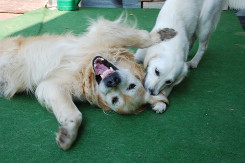 Golden Retriever Finley (7), hat eine Schwester (Golden Retriever June, 10 Monate), twittert über sein Hundeleben und seine Sicht der Dinge