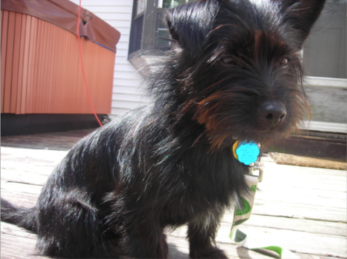 TobyRae's profile picture. 1 year old pomeranian/yorkie mix with lots of energy!