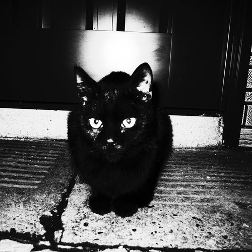 photoartisan's profile picture. 会社員だが裏稼業で写真家も少々。アイコンはGRD3で撮影した猫写真をPCでモノクロ化。