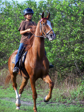 Central Florida's Premier Riding Academy