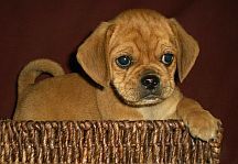 simplypuggles's profile picture. 