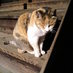 のびるねこ (@nobiruneko) Twitter profile photo