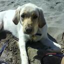 Jackie Cutlip - @Charliegirllab - Twitter