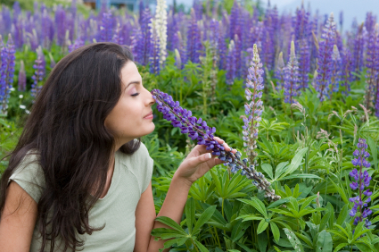 cotsAROMATICS's profile picture. We make and sell herbal teas, dried lavender, rose buds, flowers, confetti, scented products and many more aromatic gifts.