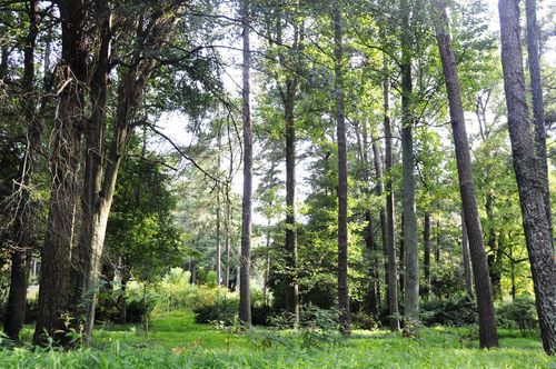 CFHPark's profile picture. 