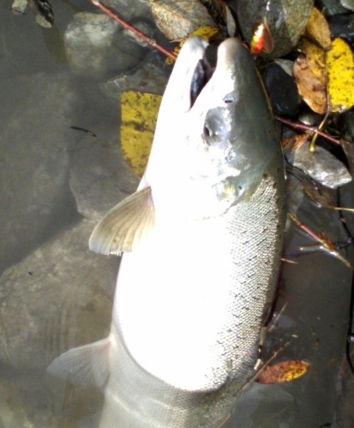 Your local resource for fishing reports, news and information in Whatcom and Skagit counties and NW Washington!