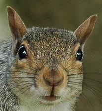 A_Bomb's profile picture. Do not follow