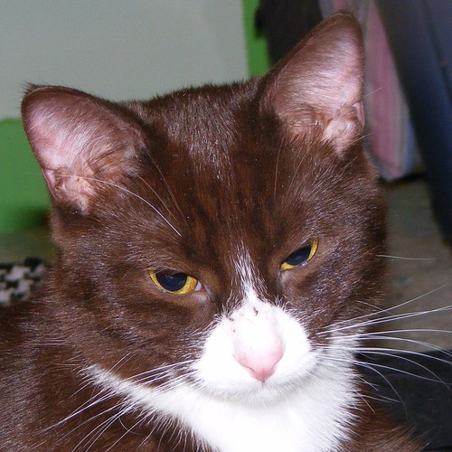 @sianbarr's Cat.