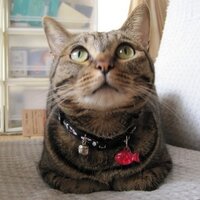 たかふみ（RN 猫みつを🐈）（いんでしょネーム 木ベラ洋二）(@mitsuocat) 's Twitter Profile Photo