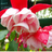 bloumke's profile image