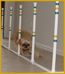 WeavePoles's profile picture. Home of the Best Dog Agility Equipment!