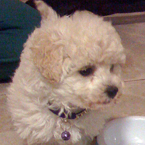 toypoodleshow's profile picture. my puppy's name is peppa,she is 14 weeks old:D