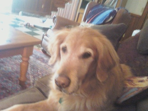 the sweetest, most loved, and happiest dog there ever was. Crossed the rainbow bridge 6/10/2010. Tweeting from the rbb